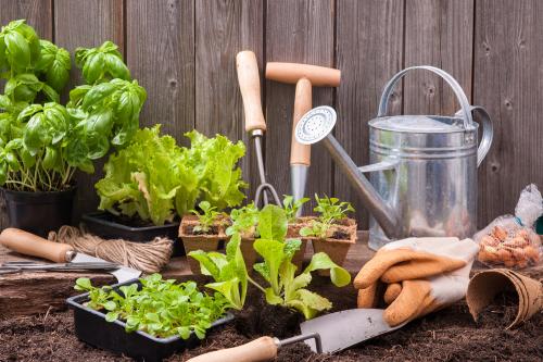 Allotment Plot Available